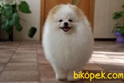Pomeranian Boo 5