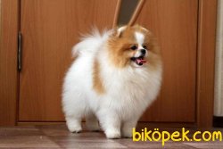 Pomeranian Boo 2