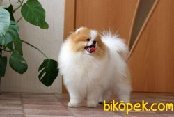Pomeranian Boo 4