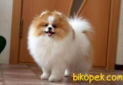 Pomeranian Boo 3