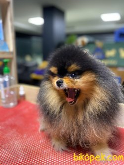 Pomeranian Boo 3