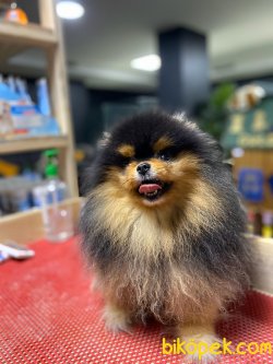 Pomeranian Boo 1