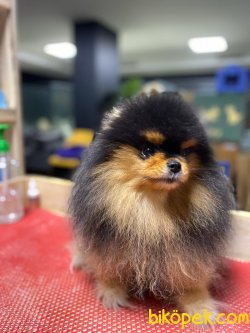Pomeranian Boo 2
