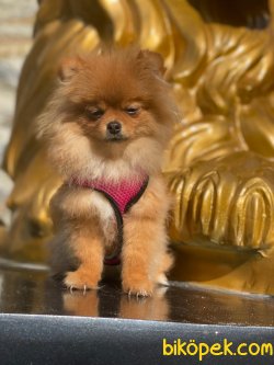 Pomeranian Boo 3