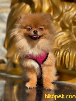 Pomeranian Boo 5