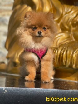 Pomeranian Boo 2