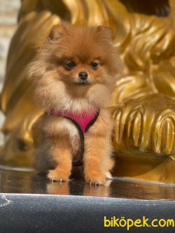 Pomeranian Boo 1