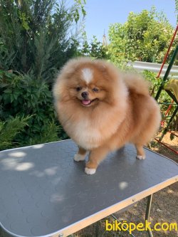 Pomeranian Boo 3
