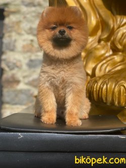 Pomeranian Boo 4