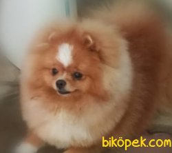 Pomeranian Boo 5