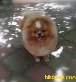 Pomeranian Boo 2