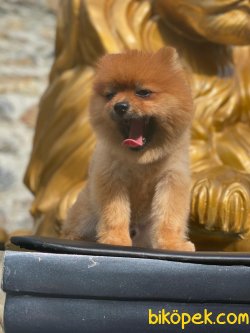 Pomeranian Boo 1