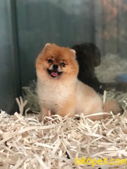 Pomeranian Boo 1