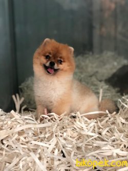 Pomeranian Boo 3