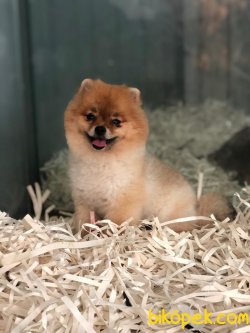 Pomeranian Boo 2