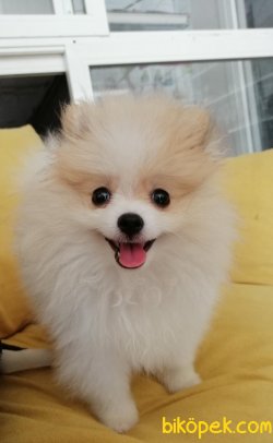 Pomeranian Boo 3