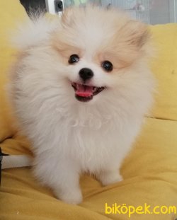 Pomeranian Boo 4