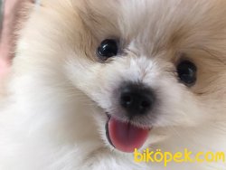 Pomeranian Boo 2