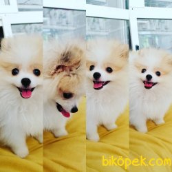 Pomeranian Boo 5