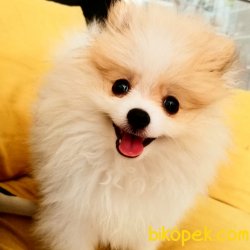 Pomeranian Boo 1