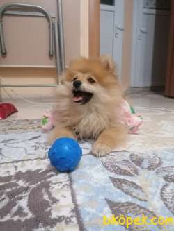 Pomeranian Boo 3