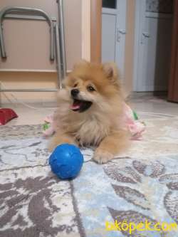Pomeranian Boo 2