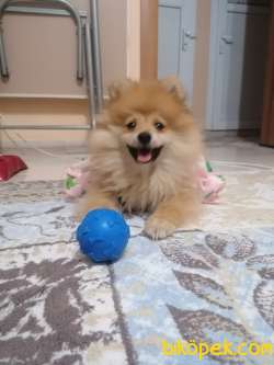 Pomeranian Boo 1