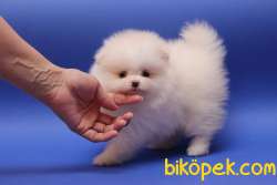 POMERANİAN BOO 3