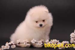 POMERANİAN BOO 4