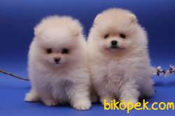 POMERANİAN BOO 1