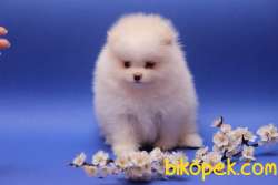 POMERANİAN BOO 5