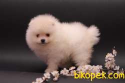 POMERANİAN BOO 2