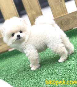 Pomeranian Boo 3