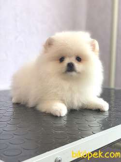 Pomeranian Boo Yavrularımız 4