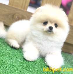Pomeranian Boo Yavrularımız 2
