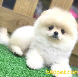 Pomeranian Boo Yavrularımız 1