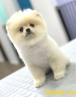 Pomeranian Boo Yavrularımız 3