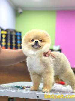 Pomerani̇an Üst Kali̇te Di̇şi̇ Erkek 3