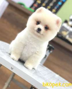 Krem Ayı Surat Pomeranian 3