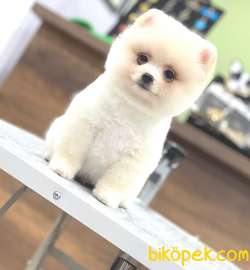 Krem Ayı Surat Pomeranian 2