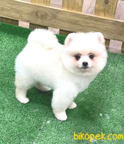 Krem Ayı Surat Pomeranian 1