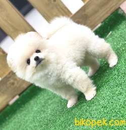 Pomeranian Boo 2