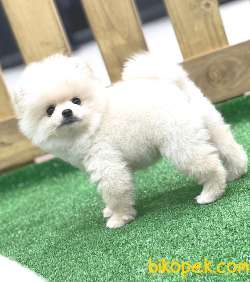 Pomeranian Boo 1