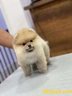 En Sevimli Pomeranian Boo 2