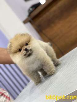 En Sevimli Pomeranian Boo 5