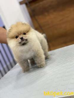 En Sevimli Pomeranian Boo 3