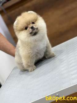 En Sevimli Pomeranian Boo 4