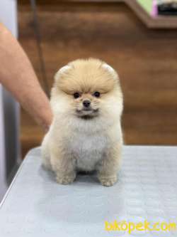 En Sevimli Pomeranian Boo 1