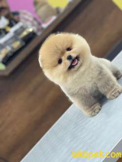 Pomeranian Boo En Kaliteli 3