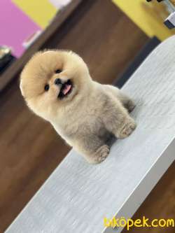 Pomeranian Boo En Kaliteli 4